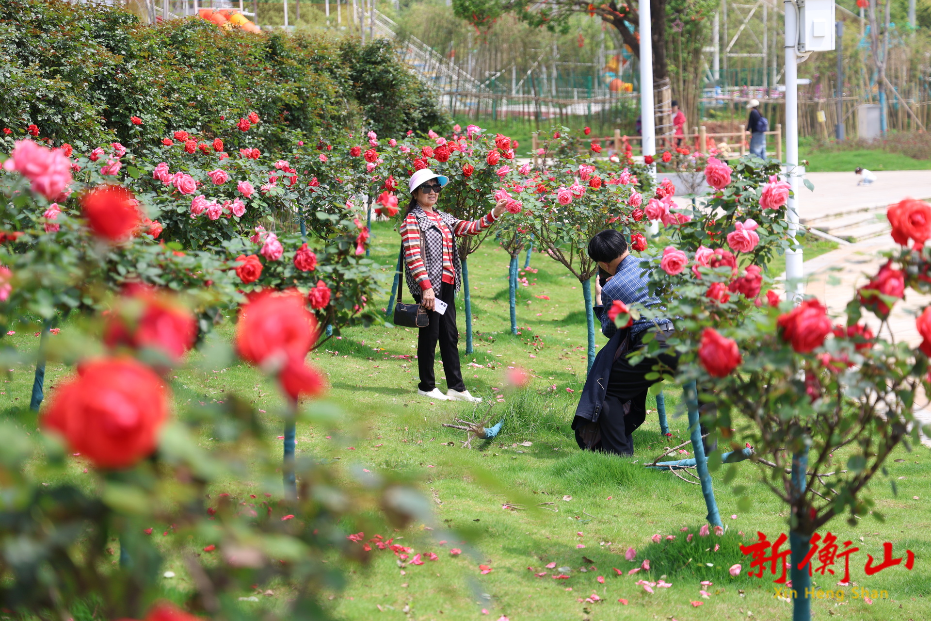 衡山县：月季盛放醉游人 黄花公园迎来踏青赏花热潮