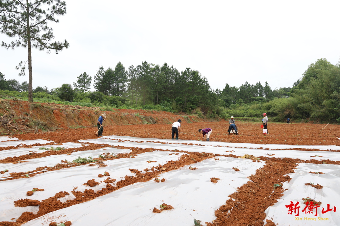 衡山：西瓜栽种忙 “甜蜜产业”助农增收