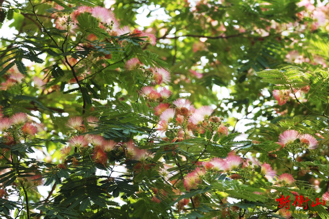 衡山县：初夏合欢开 粉花满枝暗香来