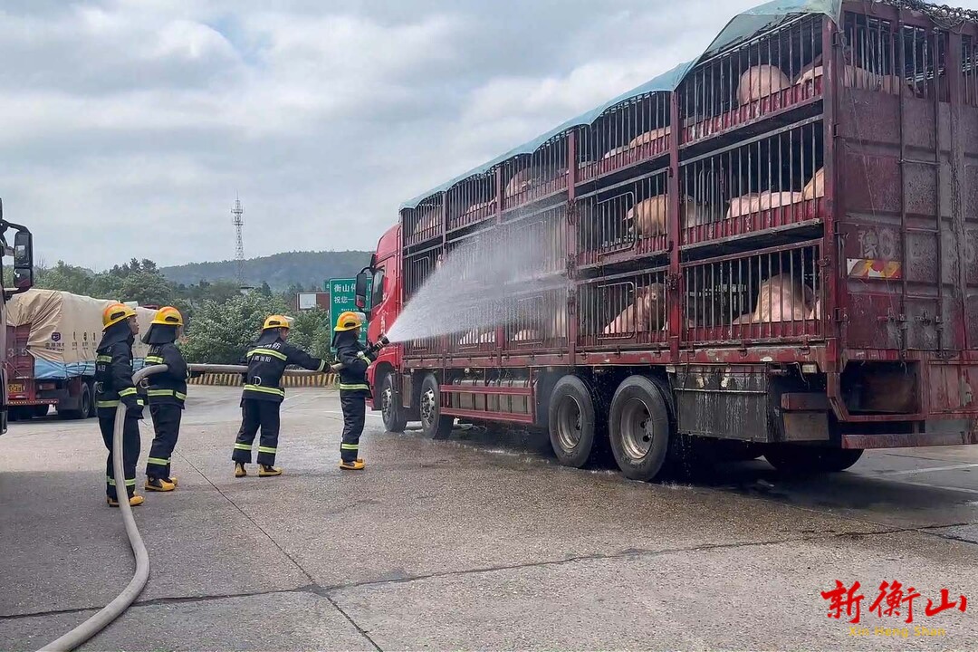 百余头生猪高速上中暑 衡山消防紧急降温施救