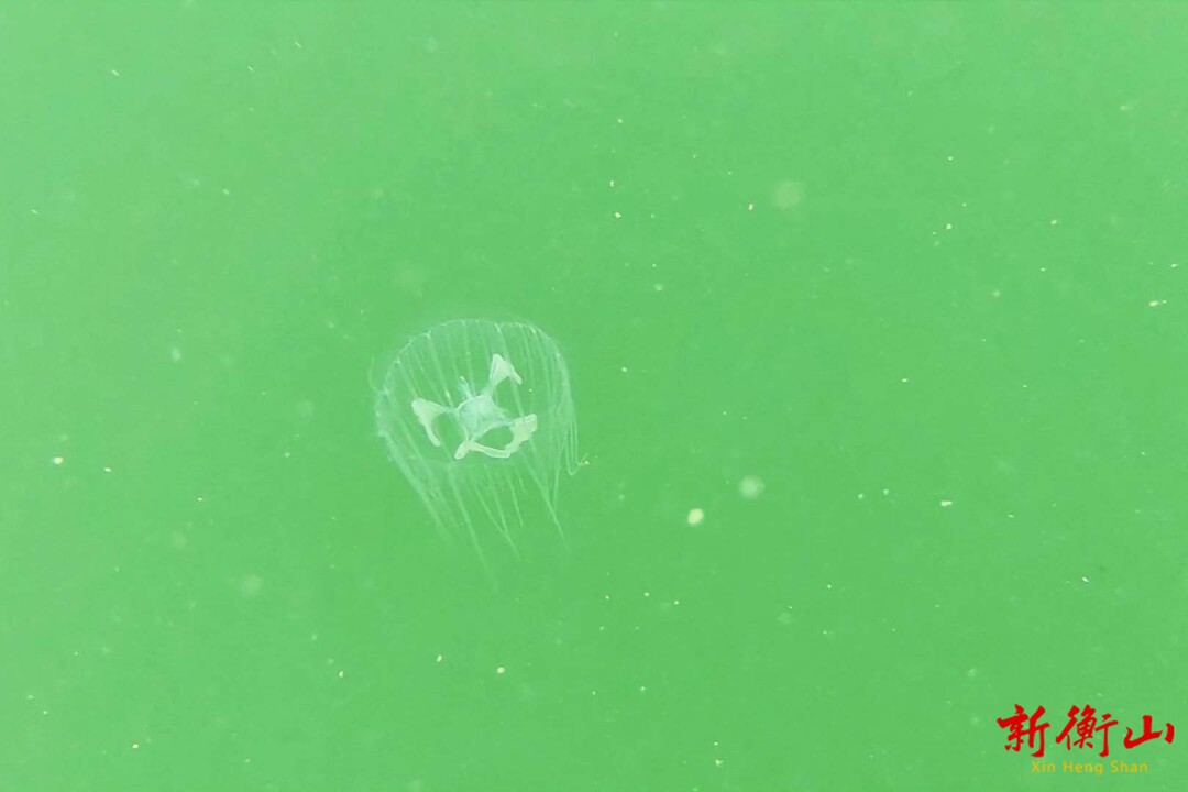 珍稀桃花水母落户衡山县九观桥水库  生态水质再获“活认证”